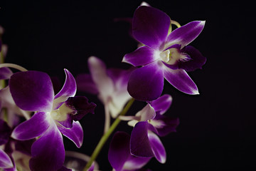 Fototapeta na wymiar purple orchids