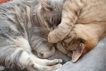 Fototapeta premium Sleeping Australian Mist cats