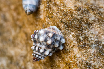 Tubercled Noddiwink on a wet rock beside Sydney Harbour