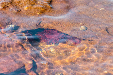 Waratah Anemones underwater