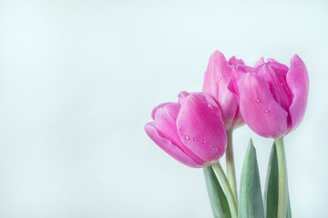 A bouquet of three crimson tulips with drops on the petals. Greeting card concept