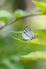 ミズイロオナガシジミ