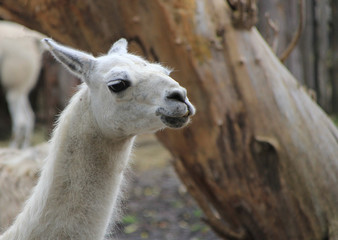 Obraz premium Portrait of a white llama.