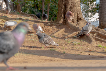 鳩