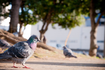 鳩