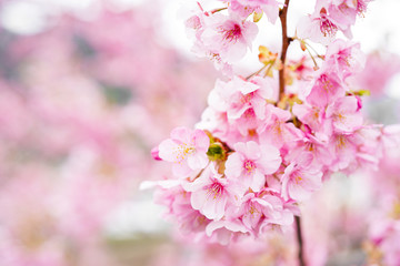 Fototapeta na wymiar Pink sakura flower bloom in spring season. Vintage sweet cherry blossom soft tone texture background.