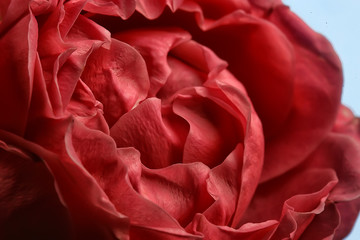 Naklejka premium background fold flower macro / red flower, abstract aroma background gentle summer rose