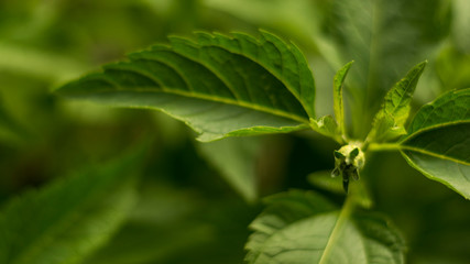 Green background with fresh green leaves. Calming green background.
