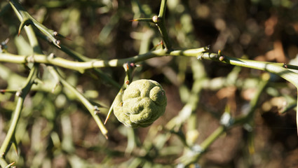(Poncirus trifoliata) Dreiblättrige Orange, Zierstrauch mit zweige mit hinten gebogen dornen,...