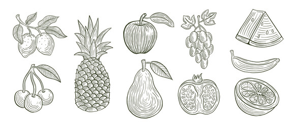 hand drawn set of fruits vector