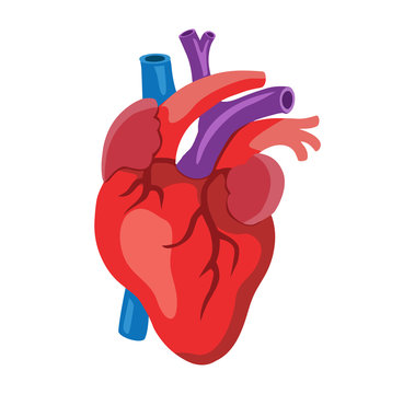 human heart anatomy vector