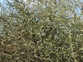 (Poncirus trifoliata) Dreiblättrige Orange, Zierstrauch mit zweige mit hinten gebogen dornen,...