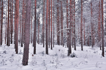 winter in a pine forest landscape, trees covered with snow, January in a dense forest seasonal view