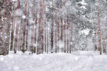 travel to canada winter forest landscape, seasonal view, panorama in the forest covered with snow