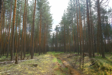 landscape pine forest / taiga, virgin forest, landscape nature summer