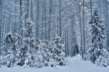 winter branches gloomy day snow background texture december nature snowfall in the forest