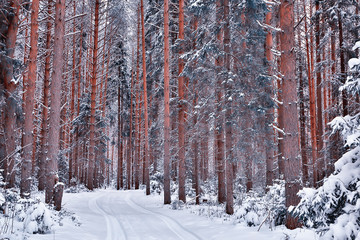 panorama winter forest landscape snow, abstract seasonal view of taiga, trees covered with snow