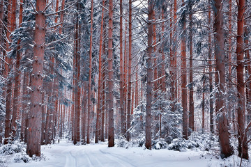 Fototapeta premium travel to canada winter forest landscape, seasonal view, panorama in the forest covered with snow