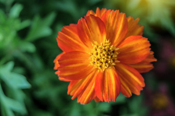 Mexican Aster flower, Cosmos Sulfur or Orange Cosmos in the garden.