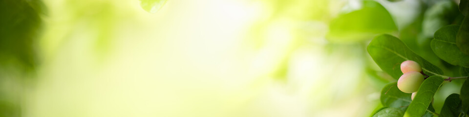 Nature of fruit on blurred greenery background in garden using as summer background natural green plants landscape, ecology, fresh cover page