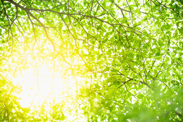 Fototapeta premium Nature of green leaf in garden at summer. Natural green leaves plants using as spring background cover page greenery environment ecology wallpaper