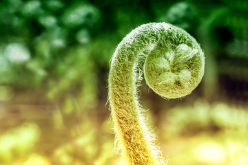 close up of fern leaf spring nature background 