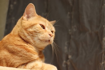 日差しの下の猫アメリカンショートヘアー