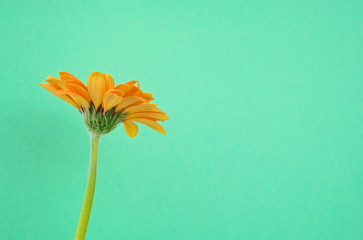 Close-up of a bright orange gerbera daisy flower isolated on teal background with free space for...