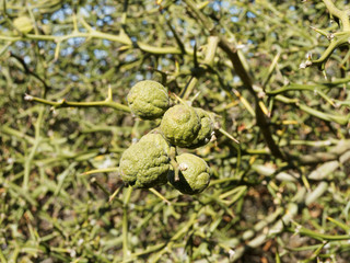 (Poncirus trifoliata) Dreiblättrige Orange, Zierstrauch mit zweige mit hinten gebogen dornen, Kleine attraktive runde unreife Fruchte