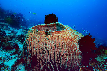 coral reef underwater / lagoon with corals, underwater landscape, snorkeling trip