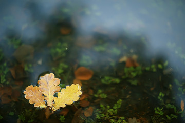 fall wet leaves background / autumn background, yellow leaves fallen from the trees, fall of the leaves, autumn park