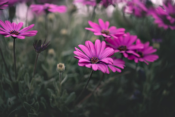 Daisy meadow. Beautiful purple daisy flowers close up with soft green background
