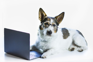 The dog at the laptop sits sad, the terrier is resting in front of the computer. Puppy with glasses on a white isolated background. A serious dog in business. pet freelancer or blogger