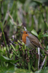 robin on branch