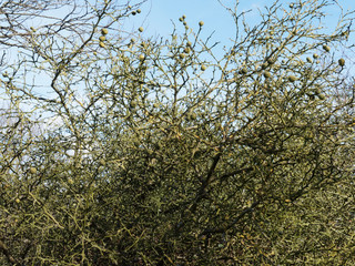 Dreiblättrige Orange (Poncirus trifoliata). Stark bedornte Sträucher, verwickelte Zweige, unreife green runde Frucht mit behaarter Schale im Spätwinter  