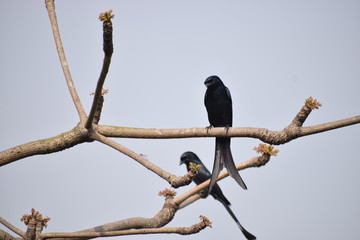 Black bird on the branch.
