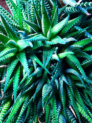 Green stems of a cactus 