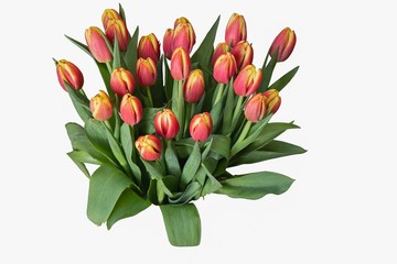 Splendid bouquet of colorful tulips isolated on white background