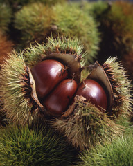 ripe chestnut burrs and fruit