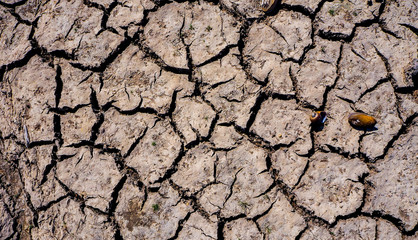 Part of a Huge Area of Dried Land Suffering from Drought - in Cracks,Detail close up of cracked soil showing dry conditions.Adjust the light with exaggerating techniques.