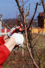 pruning fruit tree