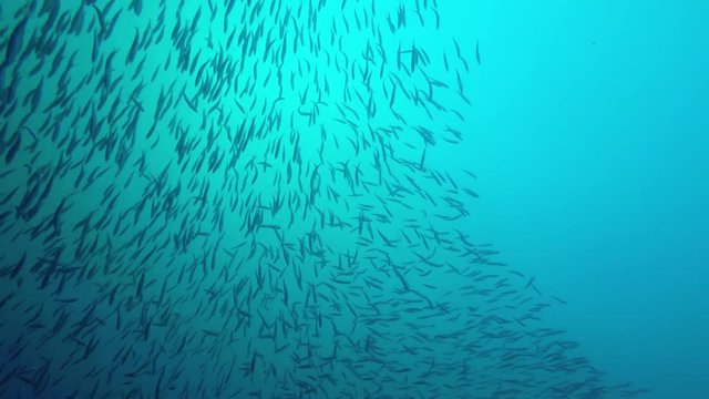 Sardines fish underwater 