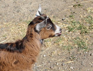 Portrait of a goat showing tongue