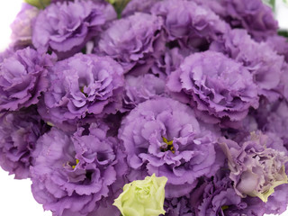 トルコギキョウ