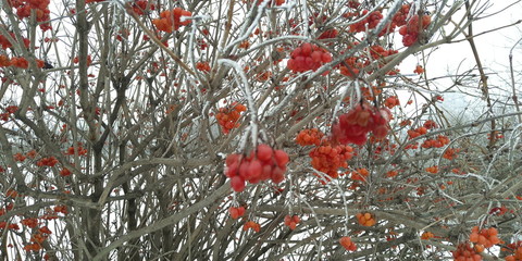winter berries
