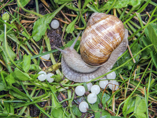 Snail in the grass whith white balls