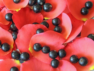 Mature blueberries on red  petals roses