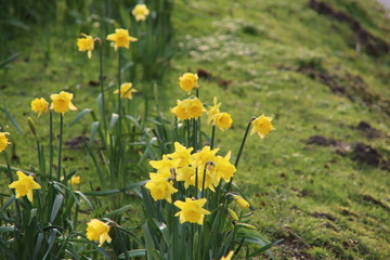 First daffodils in the park during the end of the winter in Nieuwerkerk aan den IJssel in the Netherlands