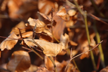 Sunlight on the brown leaves of the birch hedge in the park during the end of winter in Nieuwerkerk aan den IJssel in the Netherlands