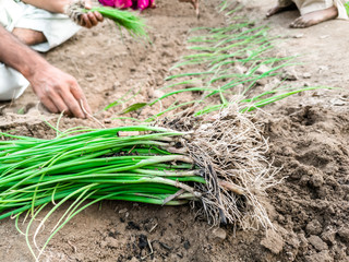 a farmer is working and seeding at his fields 